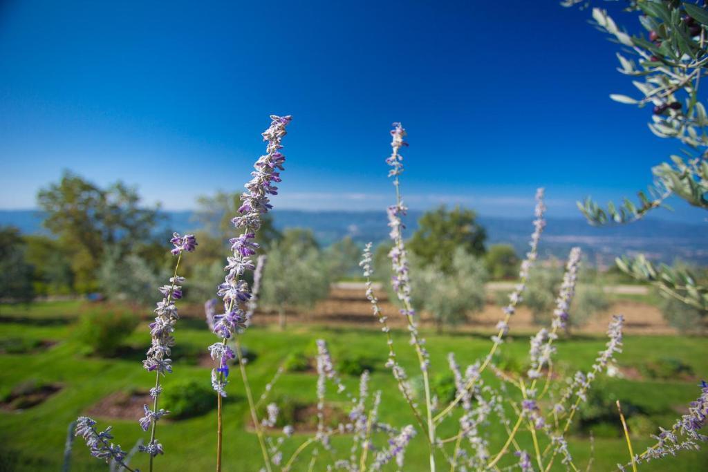 Odina Agriturismo Loro Ciuffenna Exteriér fotografie